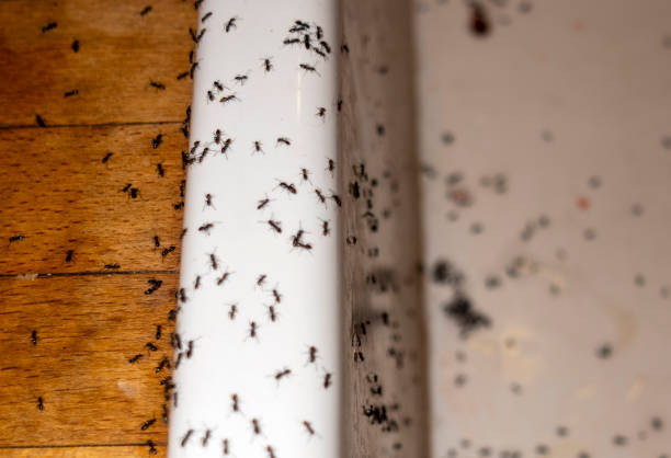 Best Pest Prevention Services  in Northfield, NJ